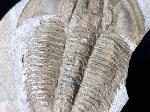 Proasaphiscus rigidus (JEGOROVA & SAVITZKY 1968) - Bild © FossNet FossilienStore